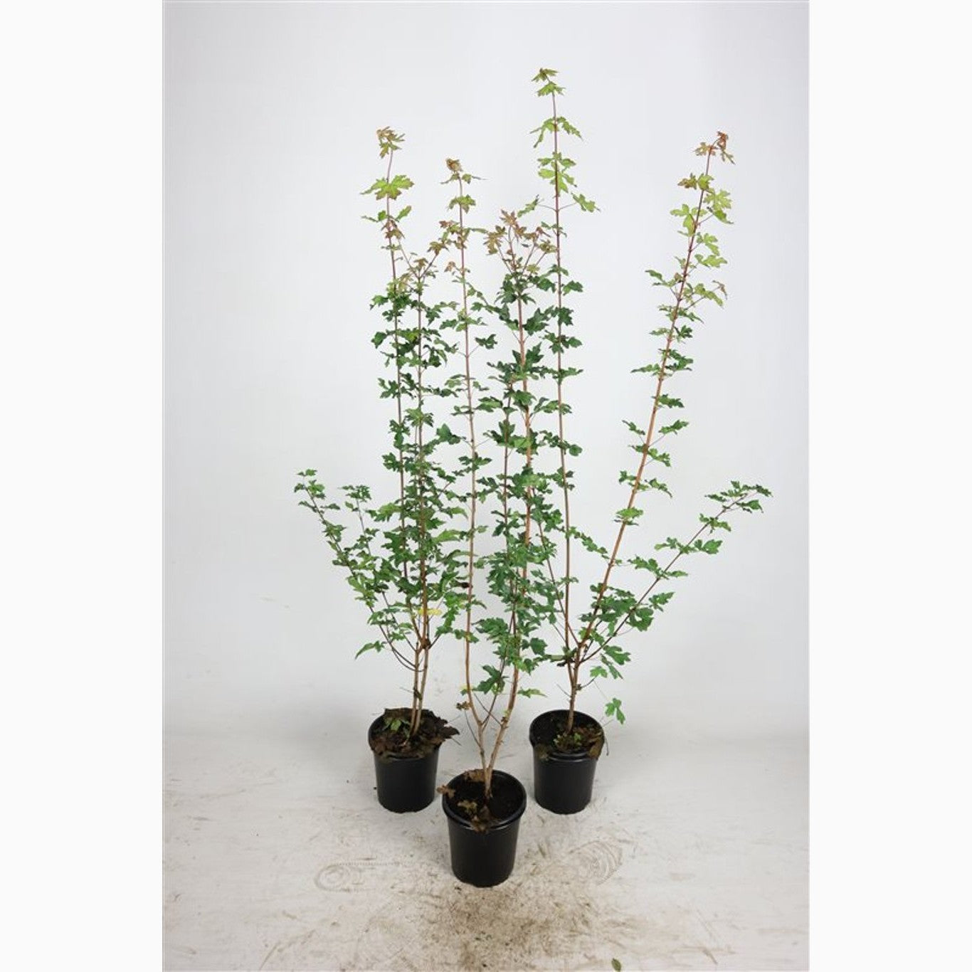 Fältlönn – Acer campestre - C2.5 60-80 CM